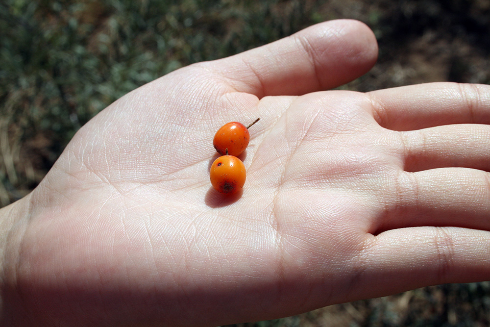 こんな小さな果実の、さらに小さな種子