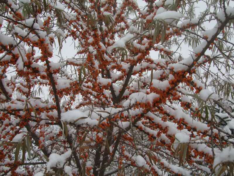 真冬が旬のサジーは「体を温める」食品の代表格